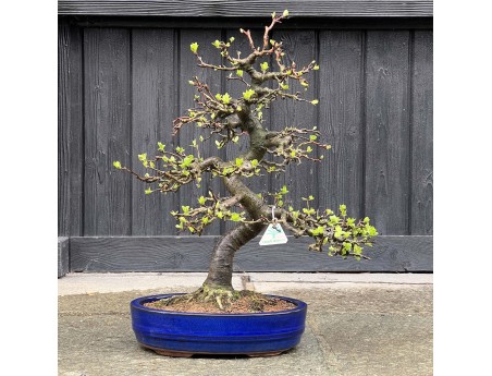 Pourthiaea villosa - 50 cm