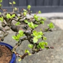 Pourthiaea villosa - 50 cm
