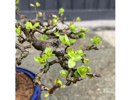 Pourthiaea villosa - 50 cm