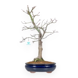 Acer Palmatum Viridis - Érable - 57 cm