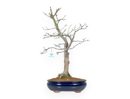 Acer Palmatum Viridis - Arce - 57 cm
