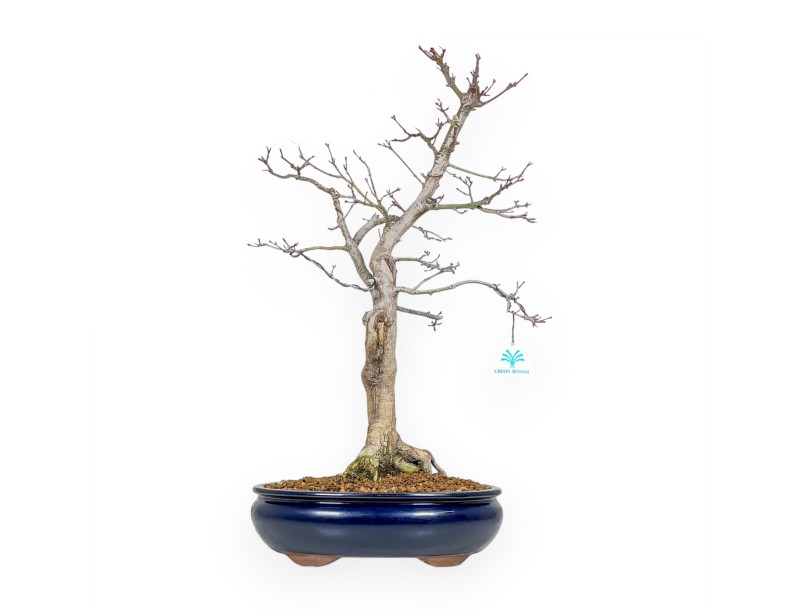 Acer Palmatum Viridis - Acero - 57 cm