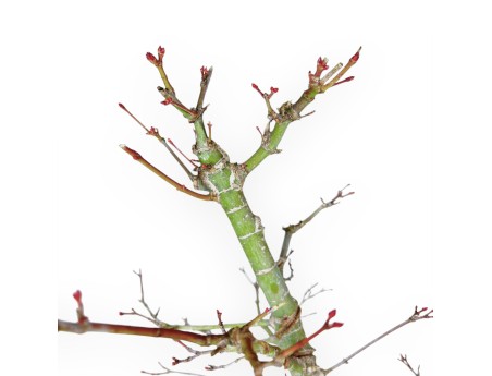 Acer Palmatum Viridis - Ahorne - 57 cm