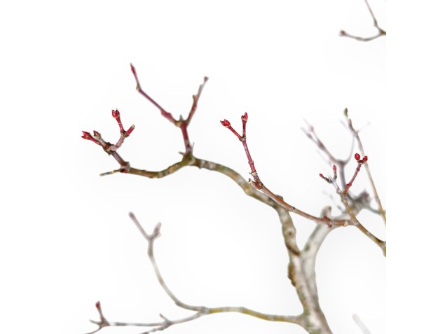 Acer Palmatum Viridis - Ahorne - 57 cm 2