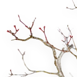 Acer Palmatum Viridis - Érable - 57 cm
