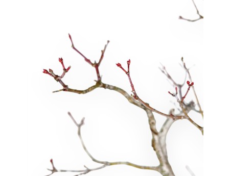 Acer Palmatum Viridis - Esdoorn - 57 cm