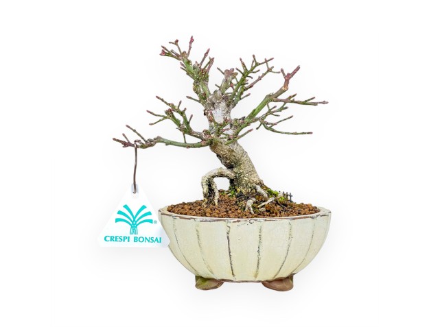 Euonymus - Evonimo - 18 cm
