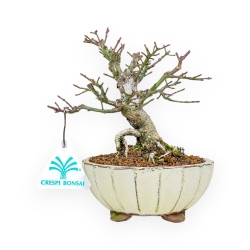 Euonymus - Spindle - 18 cm
