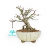 Euonymus - Spindle - 18 cm