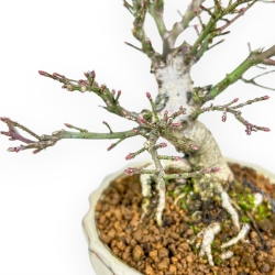 Euonymus - Fusain - 18 cm