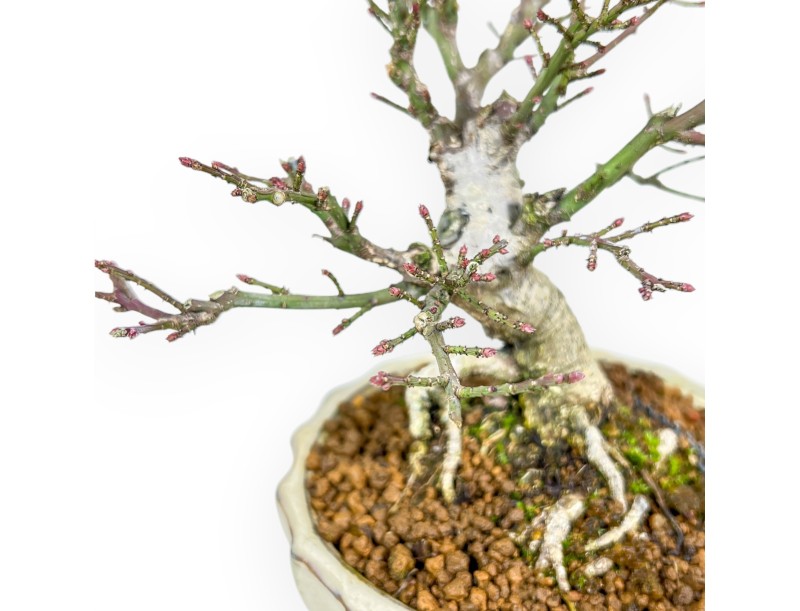 Euonymus - Spindle - 18 cm