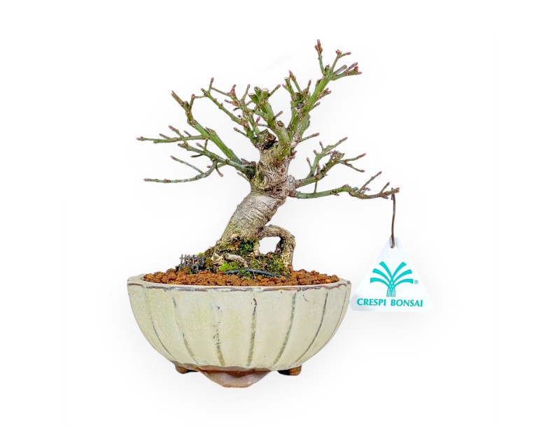 Euonymus - Spindle - 18 cm