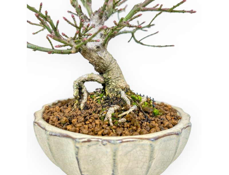 Euonymus - Spindle - 18 cm