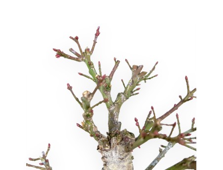 Euonymus - Spindle - 18 cm