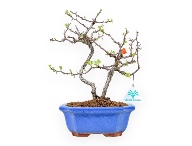 Chaenomeles Chojubai - Coing Asiatique - 27 cm