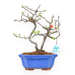 Chaenomeles Chojubai - Cotogno - 27 cm