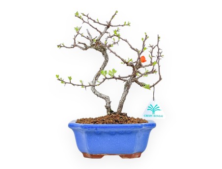 Chaenomeles Chojubai - Asian Quince - 27 cm