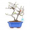 Chaenomeles Chojubai - Asian Quince - 27 cm