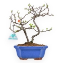 Chaenomeles Chojubai - Asian Quince - 27 cm