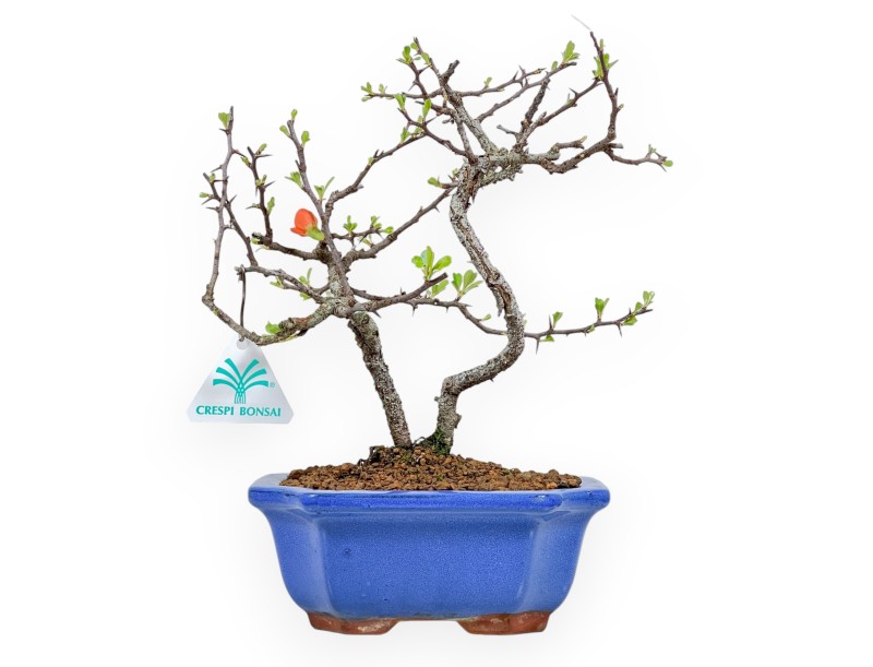 Chaenomeles Chojubai - Coing Asiatique - 27 cm