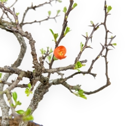 Chaenomeles Chojubai - Asian Quince - 27 cm