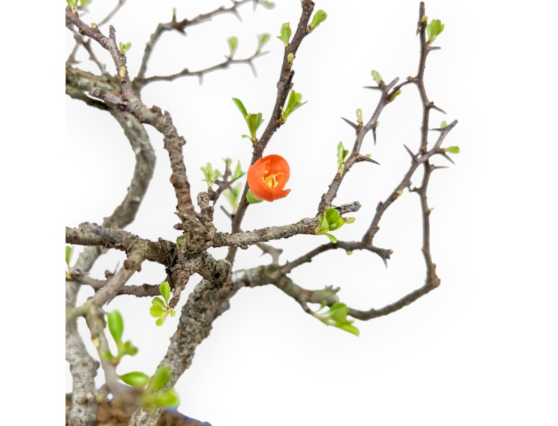 Chaenomeles Chojubai - Coing Asiatique - 27 cm