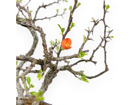 Chaenomeles Chojubai - Asian Quince - 27 cm