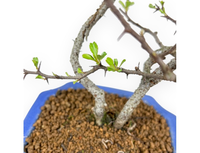 Chaenomeles Chojubai - Coing Asiatique - 27 cm