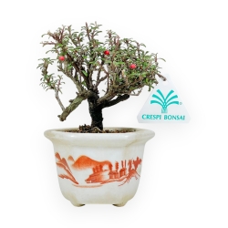Cotoneaster Horizontalis - 15 cm
