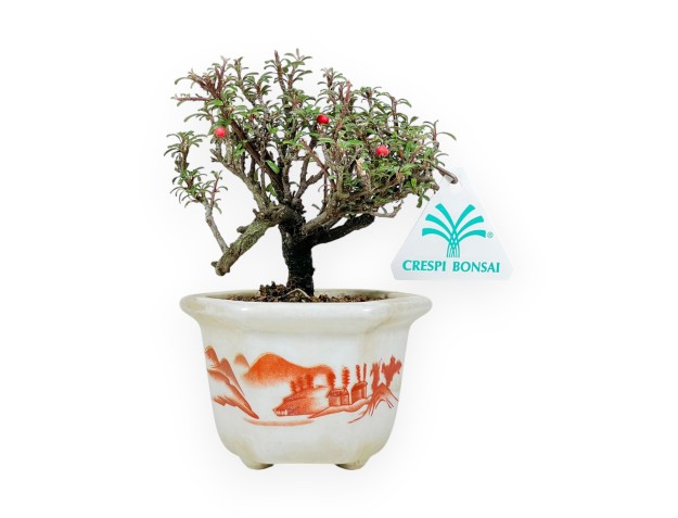 Cotoneaster Horizontalis - Cotoneaster - 15 cm