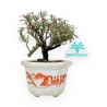 Cotoneaster Horizontalis - 15 cm