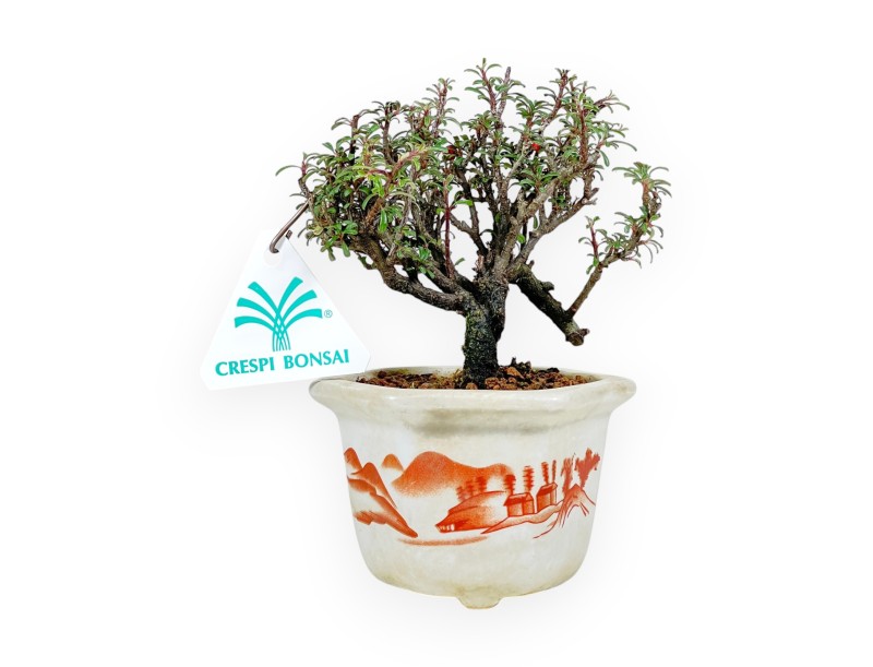 Cotoneaster Horizontalis - Cotoneaster horizontal - 15 cm