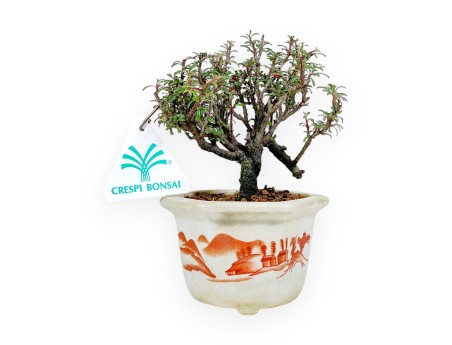 Cotoneaster Horizontalis - Cotoneaster rampant - 15 cm