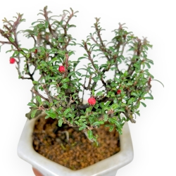 Cotoneaster Horizontalis - 15 cm
