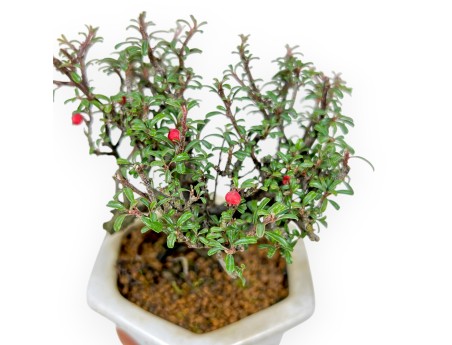 Cotoneaster Horizontalis - Cotoneaster rampant - 15 cm