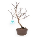 Stewartia Monadelpha - 27 cm