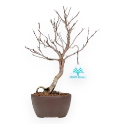 Stewartia Monadelpha - 27 cm