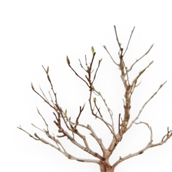 Stewartia Monadelpha - 27 cm