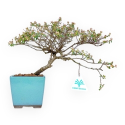 Cotoneaster Horizontalis - 23 cm