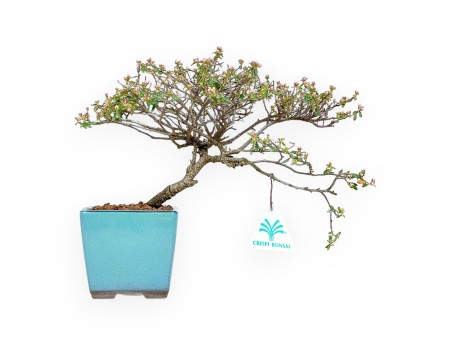 Cotoneaster Horizontalis - Cotognastro - 23 cm