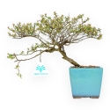 Cotoneaster Horizontalis - 23 cm