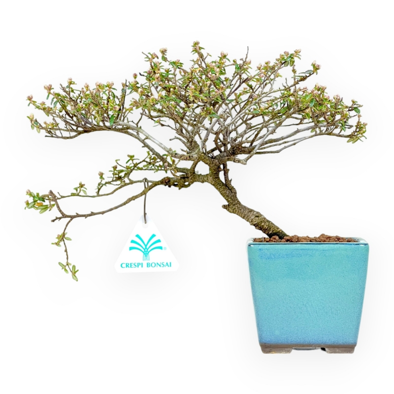 Cotoneaster Horizontalis - 23 cm