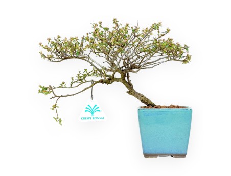 Cotoneaster Horizontalis - Cotognastro - 23 cm