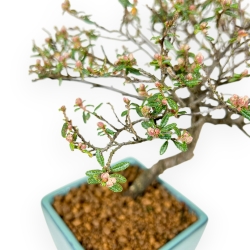 Cotoneaster Horizontalis - 23 cm