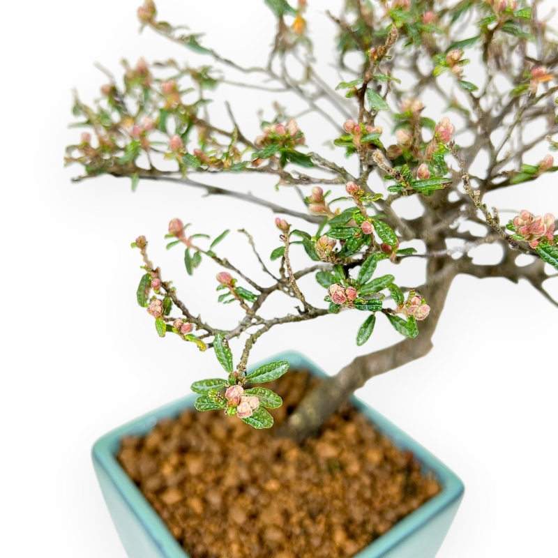 Cotoneaster Horizontalis - 23 cm