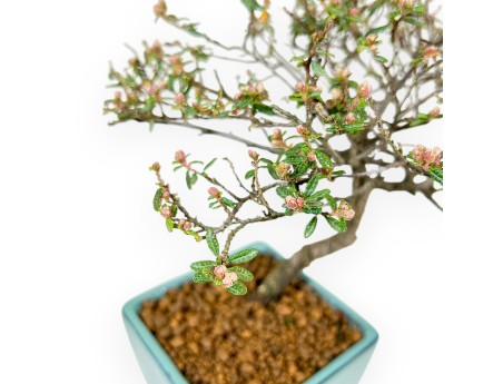 Cotoneaster Horizontalis - 23 cm