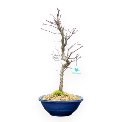 Acer Palmatum - Acero - 50 cm