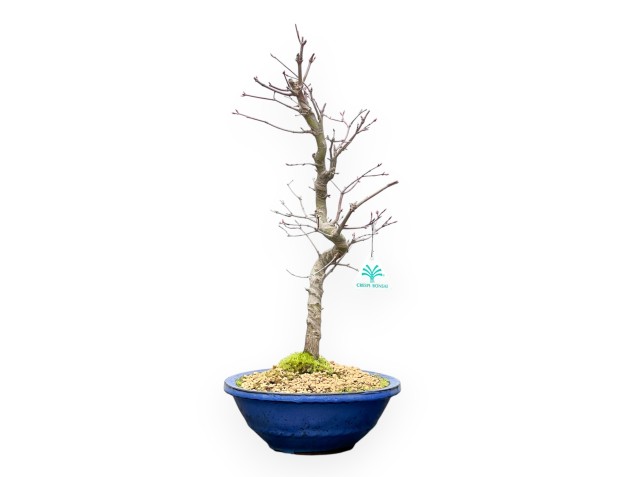 Acer Palmatum - Arce - 50 cm