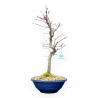 Acer Palmatum - Acero - 50 cm