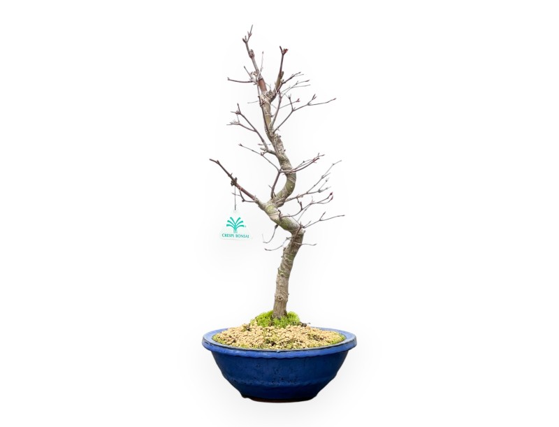 Acer Palmatum - Arce - 50 cm